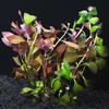 Ludwigia Broad