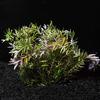 Rotala Indica