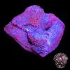 Photosynthetic Blue Plating Sponge Coral