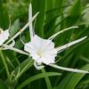 Spider Lily