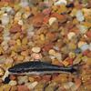 Otocinclus Catfish