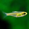 Green Kubotai Rasbora