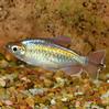 Longfin Congo Tetras