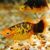 Calico Platy