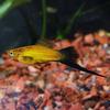 Marigold Wag Swordtail