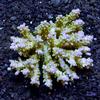 (Sample Coral)