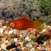 Red Platy