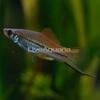 Neon Swordtail