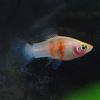 Tiger Ruby Platy