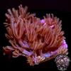 Glove Polyp