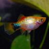 Gold Mickey Mouse Platy