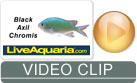 Black Axil Chromis