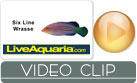 Six Line Wrasse