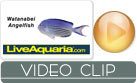 Watanabei Angelfish